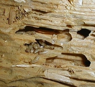 termites_in_damaged_wood-securitytermitecontrol