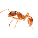 ants-in-washington-dc