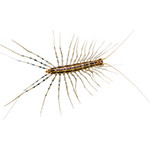 house-centipedes-in-baltimore
