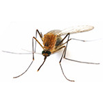 washington-dc-mosquitoes