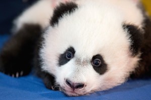 National-Zoo-Panda_Werd1-1024x683