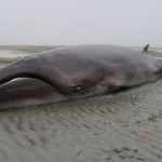 Extinct Pygmy Right Whale 