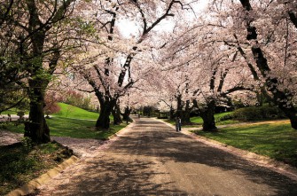 Its Cherry Blossom time in Washington, DC