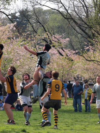 Cherry blossom rugby