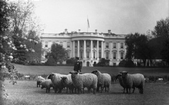 sheepwhitehouse