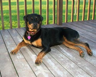 Securing a rental with a Large Dog