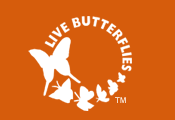 butterfly_livebutterflies